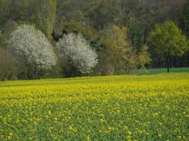A field of yellow flowers with trees in the background photo