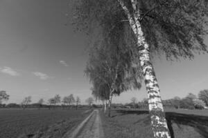 Black and white photo of a path in the field