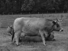 A black and white photo of a cow in a field in westphalia