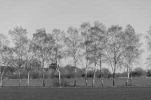 A black and white photo of a field with trees
