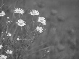 Black and white photograph of daisies in a field photo