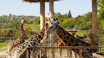 Giraffe eats tree branches. Portrait of giraffe's face looking at the camera, front view. photo