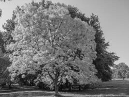 Black and white photo of a tree in a park