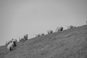 A herd of sheep on a hillside photo