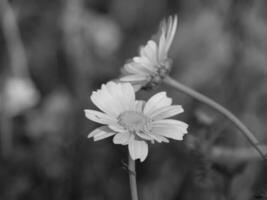 Black and white photograph of daisy in field photo
