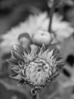 Black and white photograph of a dahlia photo