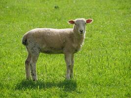 A sheep standing in a field of green grass photo