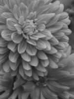 Black and white photograph of a flower photo