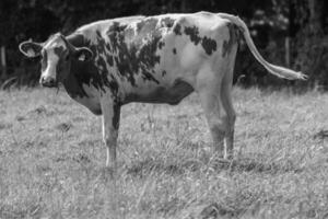A black and white photo of a cow in a field