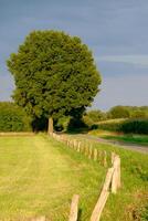 A large tree in the field photo