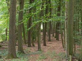 A path through a forest with many trees photo