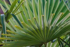 A close up of a palm tree with leaves photo