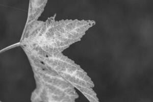 Black and white photograph of a leaf photo