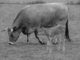 A cow and calf in a field photo