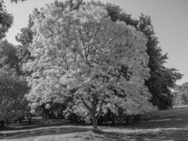 Black and white photo of a tree in a park