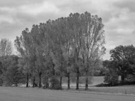 Black and white photo of trees in a field