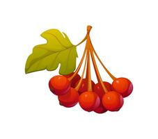 Cartoon cluster of autumn berries with green leaf vector