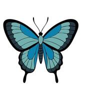 A blue butterfly with black wings on a white background vector