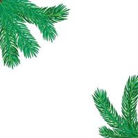 christmas tree branches on white background vector