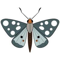 A butterfly with black and white spots on its wings vector