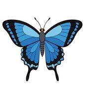A blue butterfly with black wings on a white background vector
