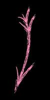 Chalk down arrow with feathers color. Hand drawn arrow. vector