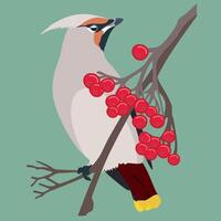 Waxwing on a branch with rowan berries vector