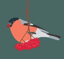 Bullfinch on a branch with rowan berries vector