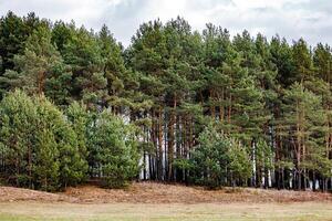 Whispers of the Evergreen A serene panorama of towering pine trees, their lush green canopies dancing gently in the breeze, inviting you into natures tranquil embrace. photo