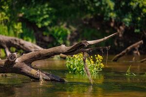 Natures Embrace A Serene Scene of a Fallen Tree Cradled by a Gentle River, Adorned with Vibrant Yellow Blooms. photo