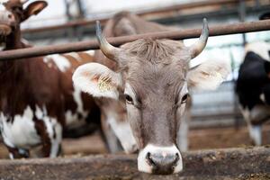 Serene Sanctuary A Cows Quiet Haven in the Heart of the Barn, Surrounded by Warm Hay and Wooden Beams. photo