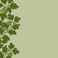 Template background with Gooseberry for text. Hand drawn engraved border with berries harvest, branches and fruits of sweet gooseberries for label, logo, paper, design, sign. Food illustration vector