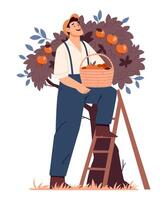 A cheerful farmer stands on a ladder and picks apples into a basket. vector