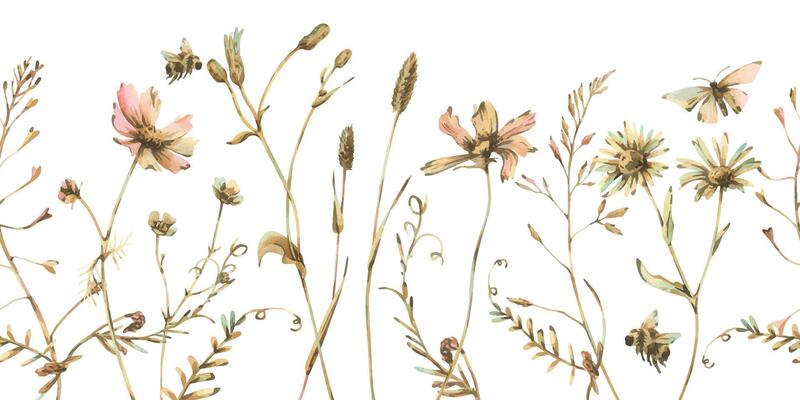 Field, meadow, wild flowers and herbs cosmos, chamomile, clover and insects. Watercolor illustration hand drawn in beige, brown and ocher colors. Seamless border isolated from the background
