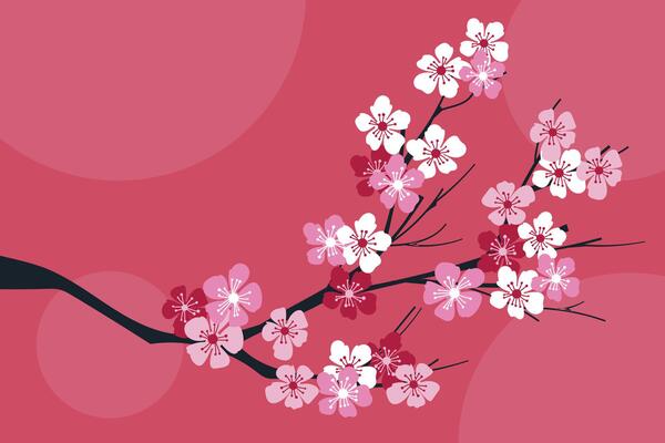 Sakura on white background Cherry blossom flower blooming