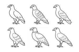 Buzzard bird standing pose vector