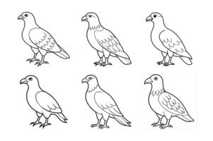 A Buzzard bird is standing vector
