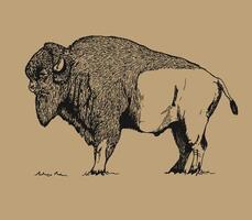 an illustration of bison with black and white colors isolated on light brown. hand drawing illustration vector