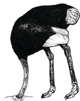 An ink drawing of an ostrich drinking water vector