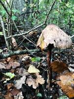 Autumnal forest scene with a decaying woodland mushroom photo