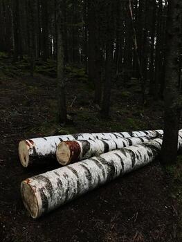 Fallen birch logs resting on the forest floor in a dense woodland photo