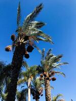 Tall palm trees with vibrant blue sky background photo