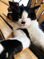 Close-up of a relaxed black and white cat lounging on wooden bench photo