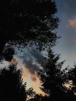 Silhouette of trees against a colorful evening sky sunset photo