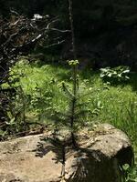 Young evergreen tree growing in a forest clearing sunlight photo