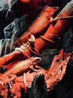 Two iguanas basking under a warm heat lamp on rocky surface photo