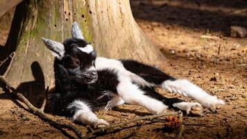 a baby goat laying on the ground next to a tree photo