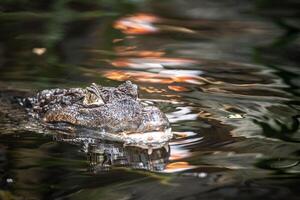 a large alligator swimming in the water photo