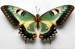 A large green and yellow butterfly is on display photo
