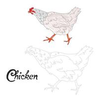 Educational game connect the dots to draw chicken hen bird cartoon doodle hand drawn illustration vector